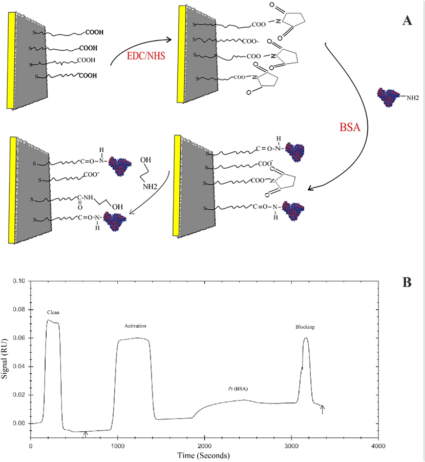 A) Schematic plot of BSA immobilization by amine coupling. B) SPR sensorgram of BSA immobilization processes on a CMD chip.