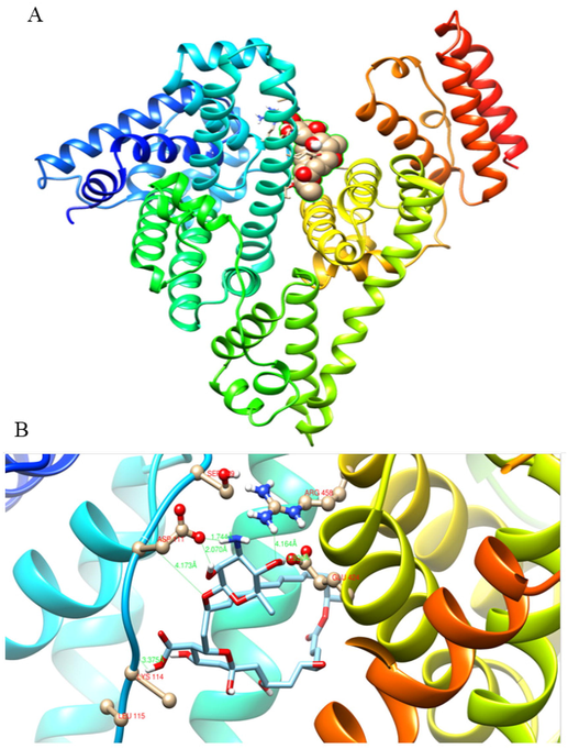 A) Represents the binding site of NT on BSA in a cavity that is located among IIIA and IB. B) The detailed interaction between NT molecule and BSA on IIA and IB binding domains.