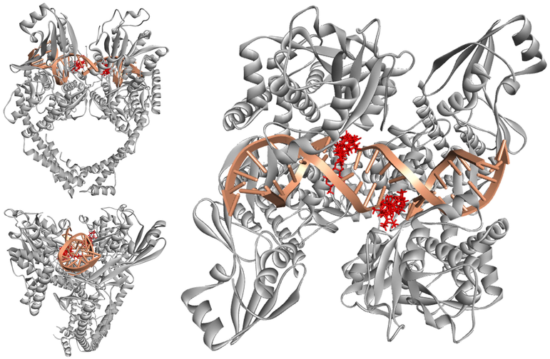 3D representations of the binding positions of the docked molecules into the hydrophobic binding pocket of EVP in PDB: 5GWK. Compounds 1, 4–9 and Etoposide are indicated by red sticks, double strand DNA is displayed in pink and Topoisomerase IIα enzyme is shown as a grey ribbon.