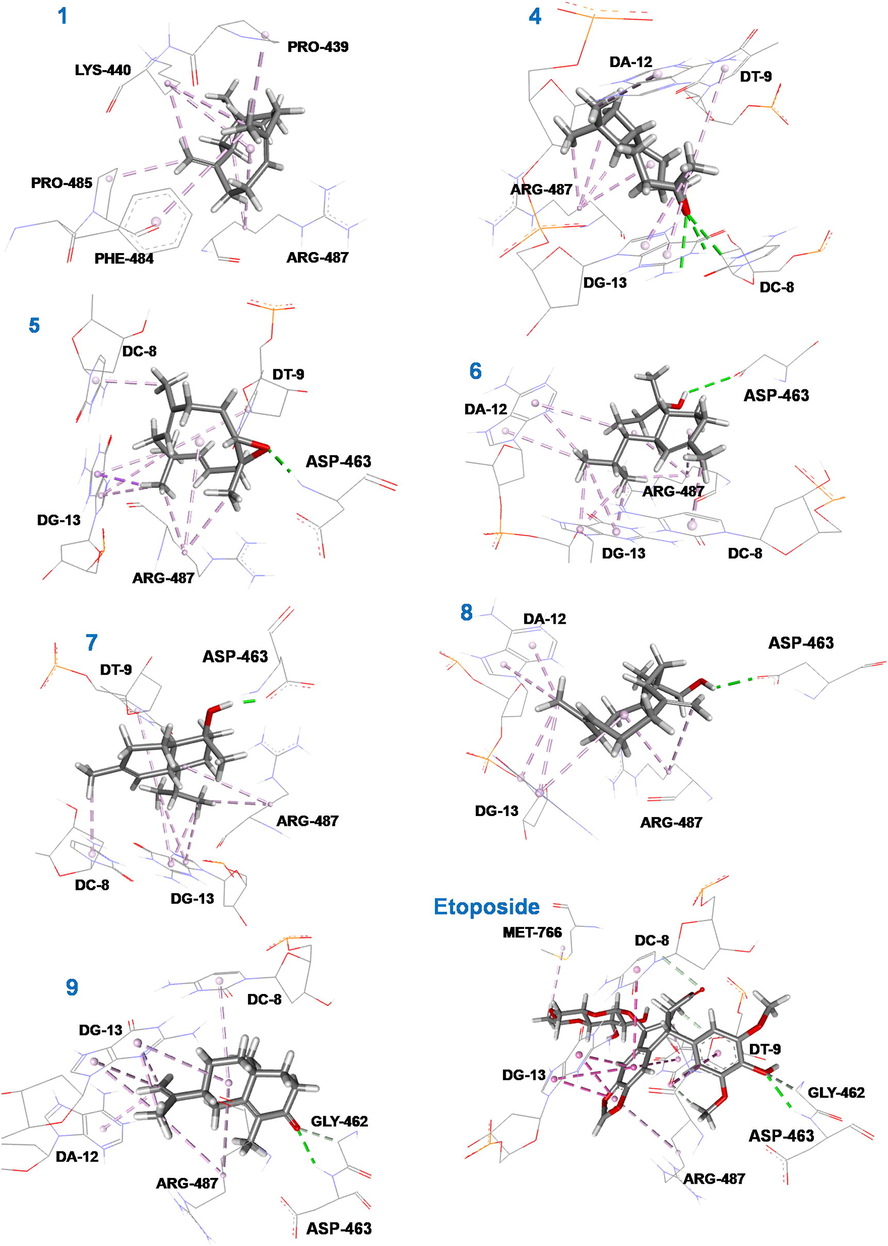 3D representations of the binding modes of compounds (1, 4–9) and etoposide into the hydrophobic binding pocket of EVP in PDB: 5GWK.