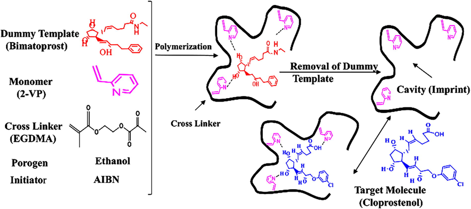 Schematic illustration of the preparation of molecularly imprinting polymer.