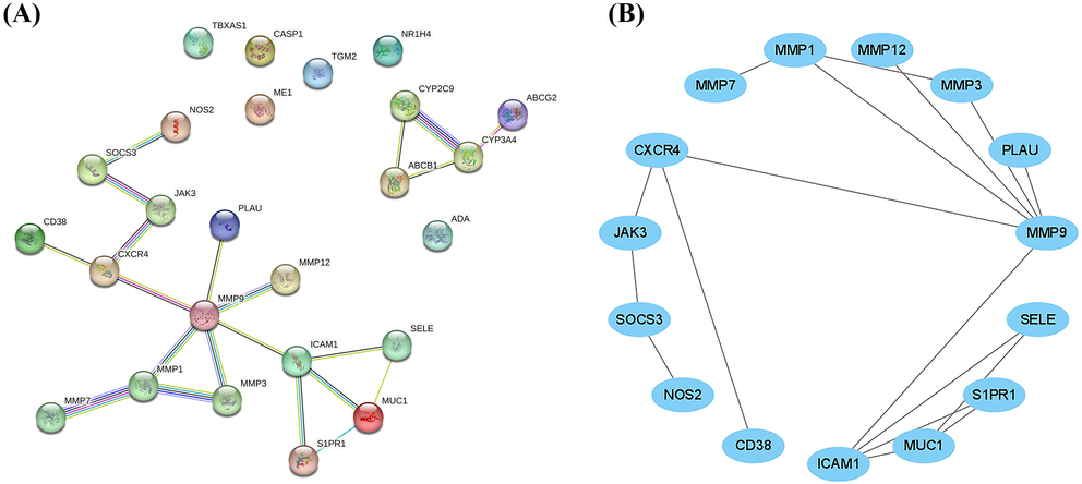 PPI network (A). PPI network with 29 targets (B). PPI network with 15 targets. In Figure B, nodes that are not related to the network from Figure A have been removed.