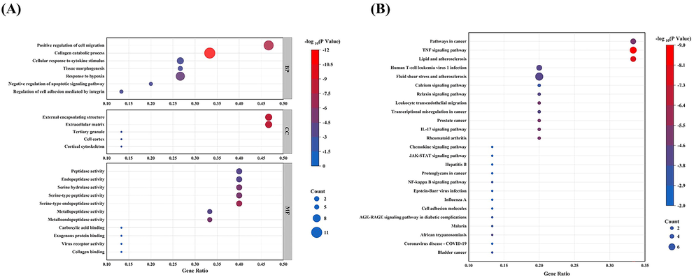 Results of GO enrichment analysis and KEGG enrichment analysis. (A) Gene ontology analysis of key intersecting genes of ETP and UC. (B) Kyoto Encyclopedia of Genes and Genomes (KEGG) pathway of key intersecting genes of ETP and UC. The color scale in the diagram represents -log10 (P Value), and the size of the dots represents the number of enriched genes.