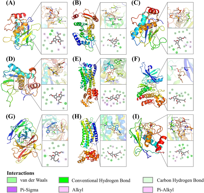 Molecular docking pattern of ETP and 9 targets. (A) ETP-MMP9. (B) ETP-CD38. (C) ETP-MMP12. (D) ETP-MMP3. (E) ETP-S1PR1. (F) ETP-JAK3. (G) ETP-MUC1. (H) ETP-CXCR4. (I) ETP-MMP1. All amino acids that interact with ETP are indicated in the picture, and the varying colors of the dashed lines denote various types of interactions.