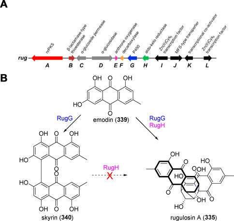 rug gene cluster governing the intertwined biosynthesis of rugulosin A (3 3 5) (Han et al., 2021).