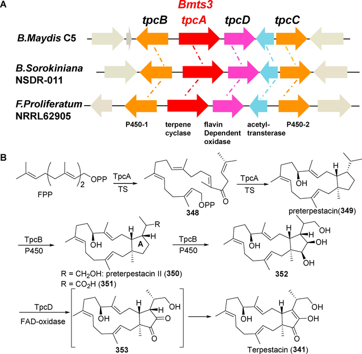 (A) Biosynthetic gene clusters of terpestacin in fungi such as Bipolaris maydis, Bipolaris sorokiniana, and Fusarium proliferatum; (B) A possible biosynthetic pathway for terpestacin (Narita et al., 2018).