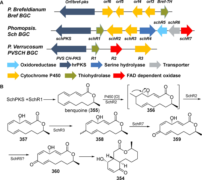 Gene cluster and biosynthetic pathway of sch-642305 (3 5 4) (Trenti et al., 2020).