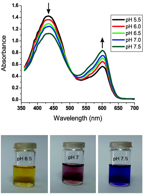 Ph-dependent absorption spectra (top), and colorimetric shifts (bottom) of the naphthalene-type chalcone-based hydrazone 3d in DMSO (1.24 × 10-6 M).