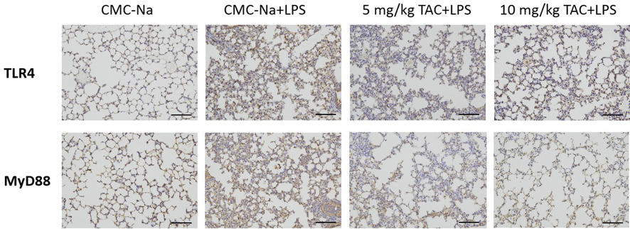 Immunohistochemistry analyze the expression of TLR4 and MyD88 of the right upper lobe of ALI mice (x 200).