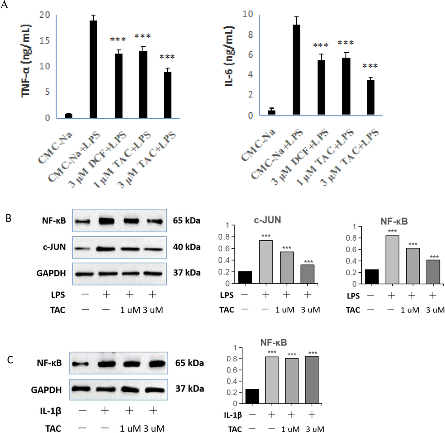 Effects of TAC and DCF on LPS-stimulated RAW264.7 inflammatory factors TNF-α and IL-6 by ELISA, and effect of TAC on the expression of NF-κB and c-JUN. B: RAW264.7 cells; C: HET293T-MyD88−/− cells. ***p < 0.001 vs. control.