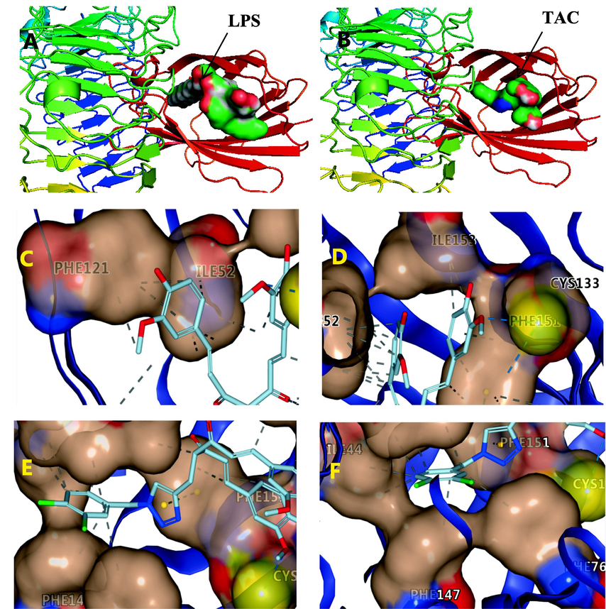 Docking mode of TAC with MD2-TLR4, and co-crystallization structure of LPS-MD2-TLR4 (3FXI). A and B: Ligand is shown on the surface. C, D, E and F: Ligand is shown by licorice. ---hydrophobic interaction, ---hydrogen bond, ---π-π stacking.