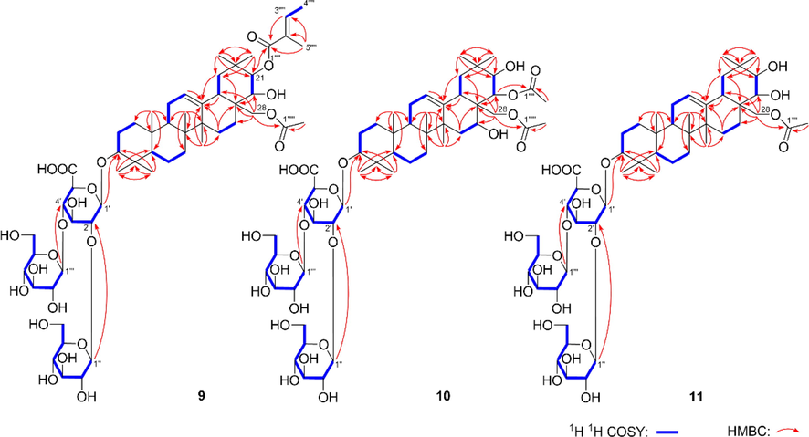 The main 1H 1H COSY and HMBC correlations of compounds 9–11.