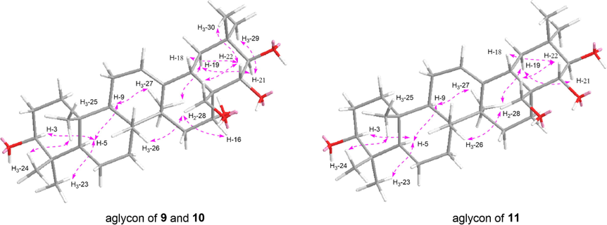 The main NOE correlations of aglycon parts of 9–11.