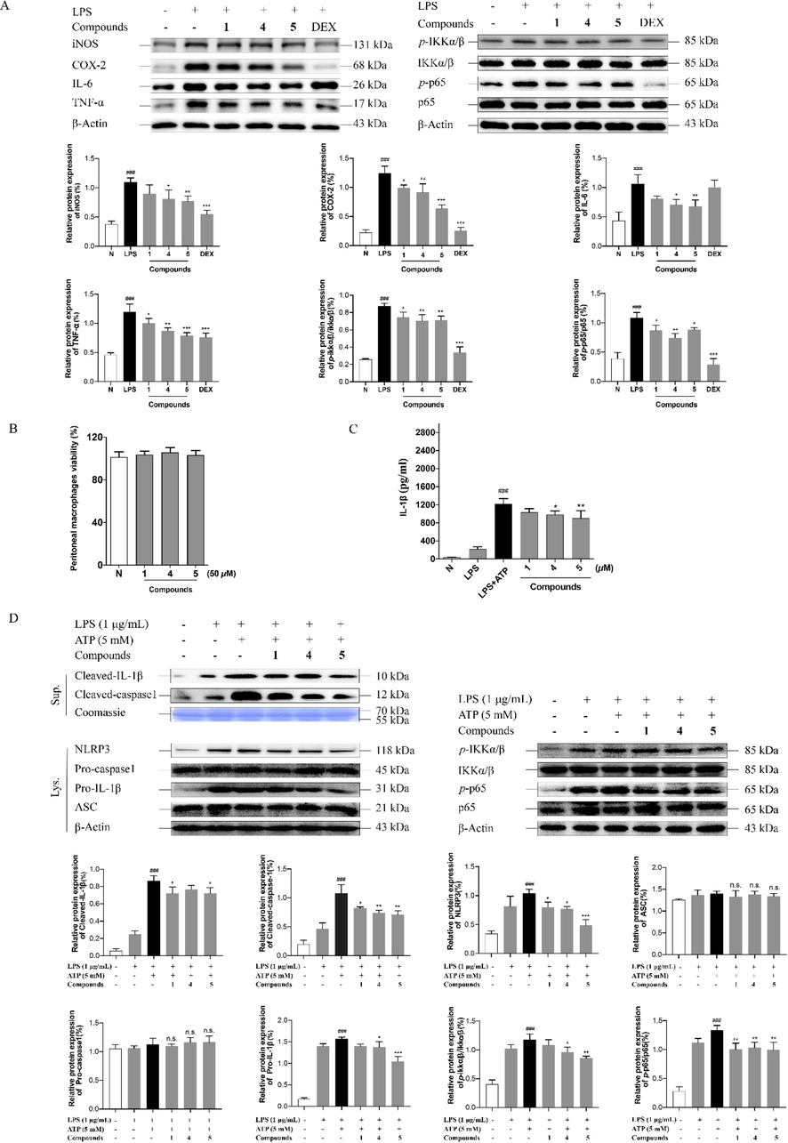 Compounds 1, 4, and 5 exert anti-inflammatory activity through NF-κB and NLRP3 signaling pathway. TNF-α, IL-6, iNOS, COX-2 levels in RAW 264.7 cells treated with the tested compounds or LPS for 18 h and IKK-α/β, p-IKK-α/β, NF-κB/p65 and p-p65 levels in RAW 264.7 cells treated with the tested compounds or LPS for 8 h were analyzed by Weatern blot analysis (A); Effects of 1, 4, and 5 in PMs cells viability (B); The levels of IL-1β in supernatants in PMs cells (C); The protein expression of IKK-α/β, p-IKK-α/β, NF-κB/p65, p-p65, cleaved caspase-1, cleaved IL-1β, NLRP3, Pro-caspase-1, Pro-IL-1β and ASC in LPS/ATP-induced PMs cells (D). Fig. 8A: N: normal group without LPS, DEX and tested samples; LPS: model group with 0.5 μg/mL LPS; DEX: positive drug group with 0.5 μg/mL LPS + 1.5 μg/mL DEX; tested compound groups were treated with 0.5 μg/mL LPS + 50 μM compounds 1, 4, and 5, respectively. Fig. 8D: N: normal group without LPS, ATP and tested compounds, LPS: model group with 1 μg/mL LPS; LPS/ATP: model group with 1 μg/mL LPS plus 5 mM ATP; tested compound groups were treated with 1 μg/mL LPS plus 5 mM ATP + 50 μM compounds 1, 4, and 5, respectively. Values represent the mean ± SD of three determinations. *P < 0.05; **P < 0.01; ***P < 0.001 (Differences between compound-treated group and control group). ##P < 0.01; ###P < 0.001 (Differences between LPS-treated group and control group).