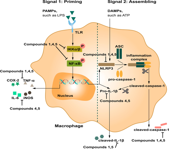 The mechanism diagram of compounds 1, 4, and 5 exerting anti-inflammatory activity.