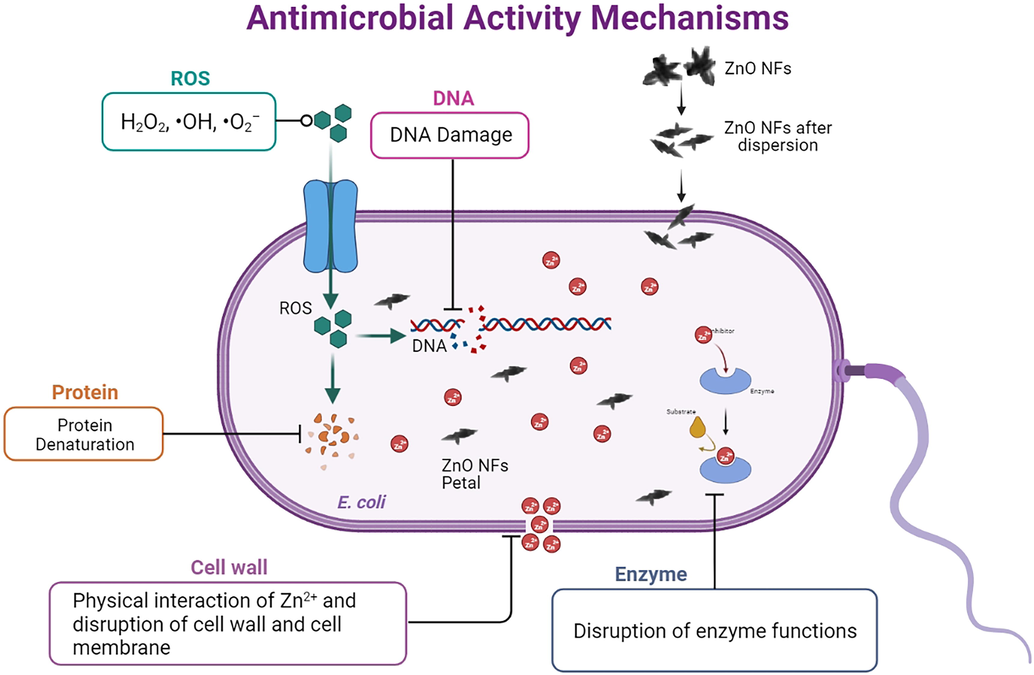 Proposed antibacterial activity of ZnO NFs.