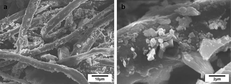 SEM of cotton coated with ZnO NF (a) strands of cotton fabric covered densely with ZnO NF 5KX (b) Single strand of cotton with a dense covering of ZnO NF and binder 20 KX.