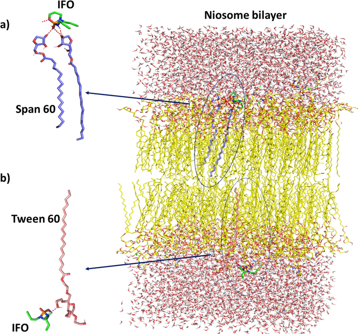 Important interactions between IFO and Span 60/Tween 60 have been observed after MD simulation. (a) It is shown in the figure that significant interaction between nitrogen and oxygen atoms of IFO and Span 60 has been established. (b) Interactions have been observed between the structure of IFO and Tween 60. One of the most important of them is between the nitrogen atom of IFO and Tween 60.