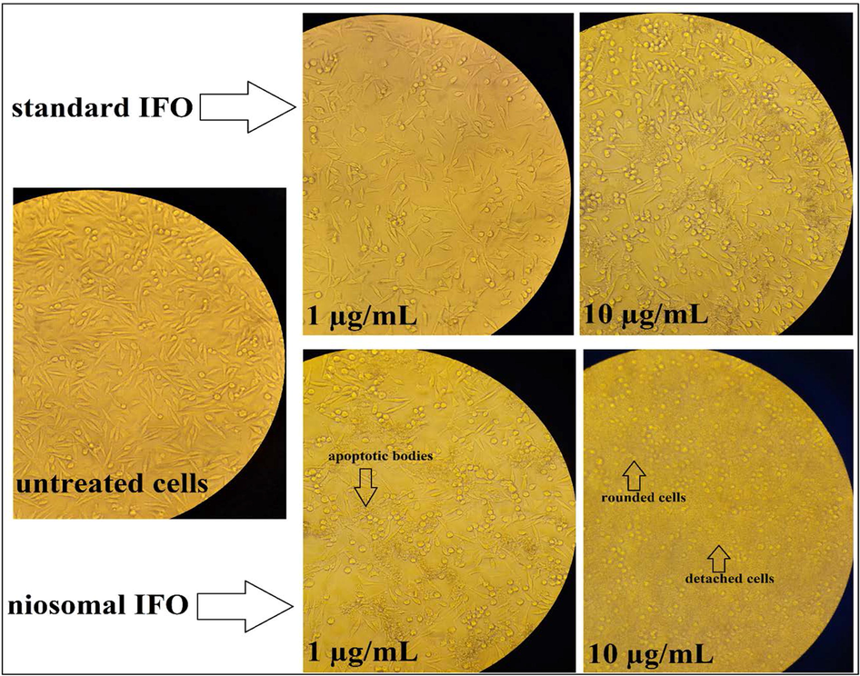 Microscopic images of MCF7 cells treated with 1 and 10 µg/mL of standard and niosomal IFO for 48 h.