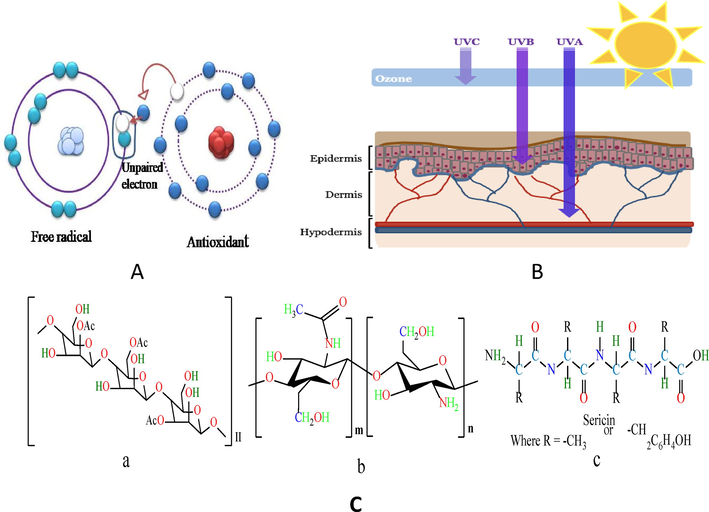 (A) Role of the antioxidant agent. (Source: https://www.stapleton-spence.com/nutrition/ antioxidants-and-free-radicals/), (B) Penetration intensity of UV rays into the layers of the skin. (Source: https://www.mondoscience.com/blog/2017/4/22/sunlight-and-your-skin) and (C) Chemical structure of (a) Aacemannan of Aloe vera, (b) Chitosan and (c) Silk sericin.