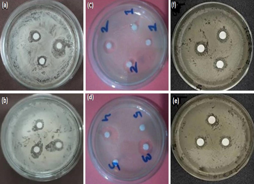 Zone of inhibition of 10 g/L Aloe vera solution against (a) E. coli and (b) S. aureus; 10 g/L chitosan solution against (c) E. coli and (d) S. aureus; and 10 g/L sericin solution against (e) E. coli and (f) S. aureus.