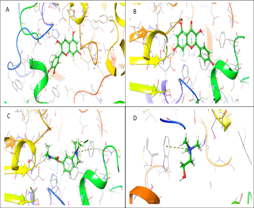 3D representation of molecular docking poses of selected compounds (A), catechin (B), kaempferol (C) Standard drug- Rivastigmine (D) Co-crystalized ligand in the binding pocket of butyrylcholinesterase (1P0M).