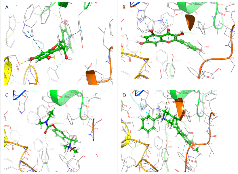 3D representation of molecular docking poses of selected compounds (A) catechin (B), kaempferol (C) Standard drug- Rivastigmine (D) Co-crystallized ligand in the binding pocket of acetylcholinesterase (4EY7).