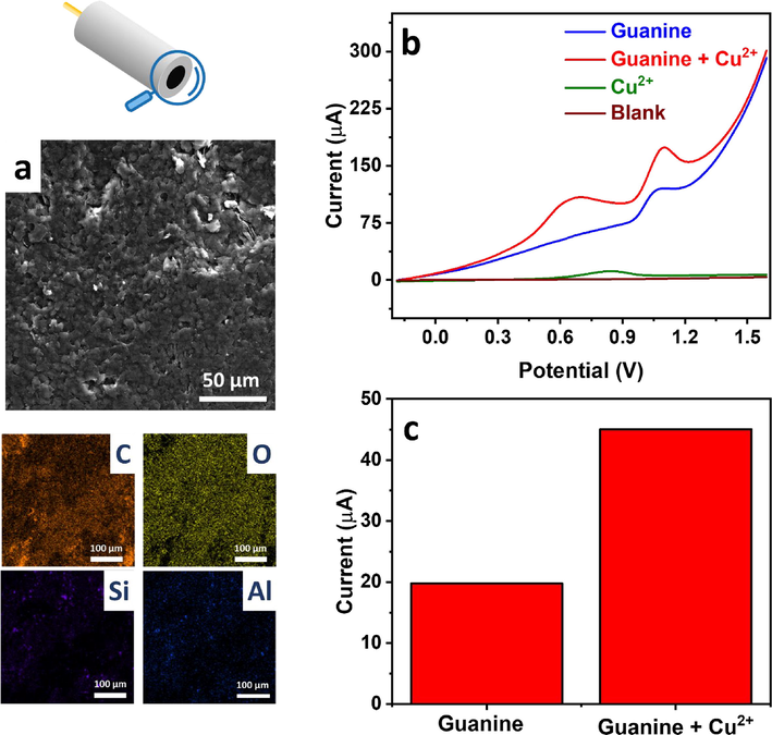 (a) SEM and EDX mapping images of CPE/RC. (b) NPV profiles of 50 µM guanine in 0.1 M acetate buffer (pH 4.5) in the presence and absence of 25 µM Cu2+, and (c) their current analysis.