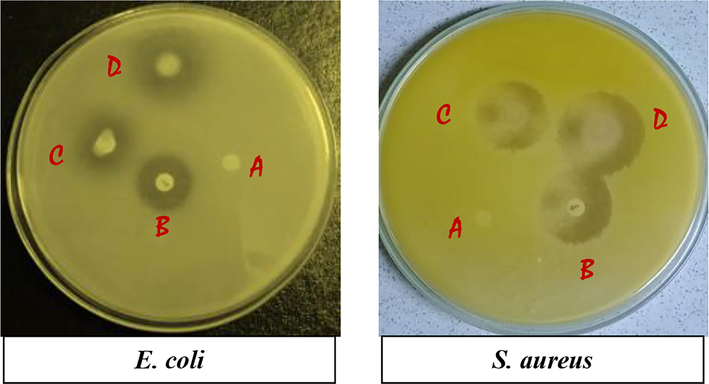 Antibacterial plate photos of the (A) unmodified, (B) Antibiotic (Chloramphenical), (C) Ch-VTES modified and (D) HTACC-VTES modified cotton fabrics against E. coli and S. aureus.