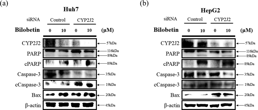 Western blot analysis was performed to determine apoptotic signaling pathway in (a) Huh7 and (b) HepG2 cells. The cells were transfected with control or CYP2J2-siRNA for 24 h. Subsequently, the transfected cells were treated with bilobetin (0 and 10 μM) for 24 h. The expression levels of specific proteins associated with apoptosis were analyzed by western blot assay. ß-actin was used as a loading control protein.