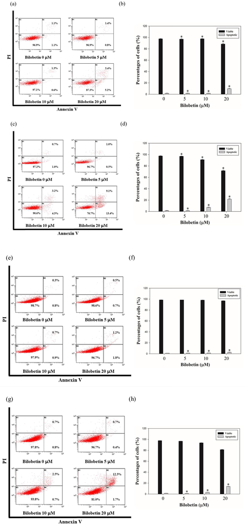 Annexin V/PI staining results following 24 h and 48 h of treatment of bilobetin (0, 5, 10, and 20 μM) in Huh7 and HepG2 cells. The percentages of apoptotic cells against (a, c) Huh7 and (e, g) HepG2 cells are showed in cytogram. Percentages of viable and apoptotic (b, d) Huh7 cells and (f, h) HepG2 cells were indicated in bar graph. The error bar indicated the standard error. Significant differences between bilobetin treatment groups and DMSO control groups are showed as * (* means p < 0.05).