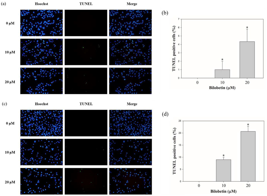 TUNEL assay results of Huh7 and HepG2 cells treated with bilobetin (0, 5, 10, and 20 μM) for 24 h and 48 h. DNA fragmentation was shown by fluorescence microscopy. (a, c, e, and g) Blue fluorescence represents the nuclei stained using Hoechst 33342, and green fluorescence indicates the TUNEL-positive cells. (b, d, f, and h) The bar graph showed that the percentages of TUNEL-positive cells after BCA treatment. The error bar represented the standard error. Significant differences between BCA treat and DMSO control groups are indicated as ∗ (∗means p < 0.05).