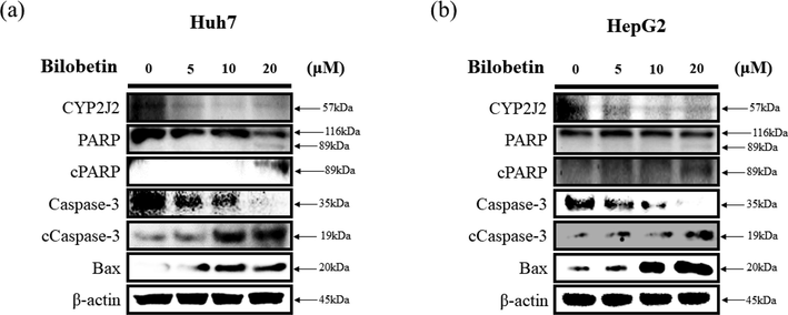 Western blot assay of (a) Huh7 and (b) cells after bilobetin treatment (0, 5, 10, and 20 μM) for 24 h. The expression levels of specific proteins associated with apoptosis were analyzed by western blot assay. ß-actin was used as a loading control protein.