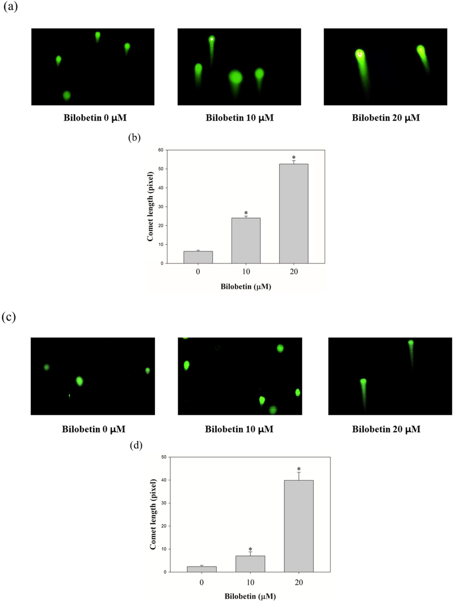 Comet assay was performed to identify bilobetin induces DNA damage in (a) Huh7 and (c) HepG2 cells. The cells were treated with bilobetin (0, 10, and 20 μM) of 24 h. Bilobetin-induced DNA damage was revealed using a comet assay. The length of comet tail dose-dependently enhanced after treatment of bilobetin (0, 10, and 20 μM) in (b) Huh7 and (d) HepG2.