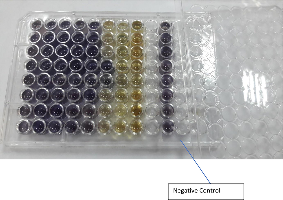 Determination MIC of SeNPs@CuO using Broth dilution Method. (The concentrations were ranged from 1024 to 8 µg /ml from left to right, last vertical row is for negative control).