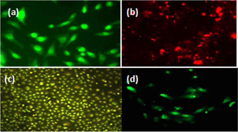 Microscopic Fluorescence images (a) untreated HeLa cells; (b), (c), (d) treated HeLa cells using 1000 µg/mL, 62.5 µg/mL, and 7.8 µg/mL CeO2/Au/GO nanocomposite.