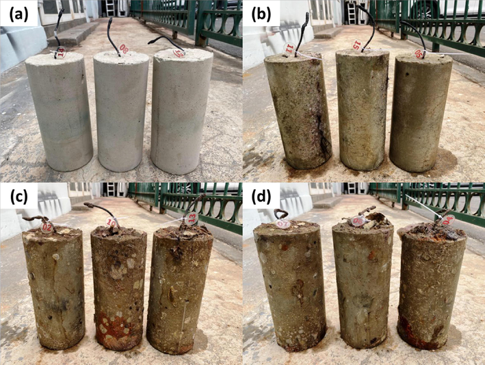 Photos of mortar samples after 9 months exposing in (a) marine atmosphere, (b) spray zone, and complete immersing at a depth of (c) 1 m and (d) 3 m.