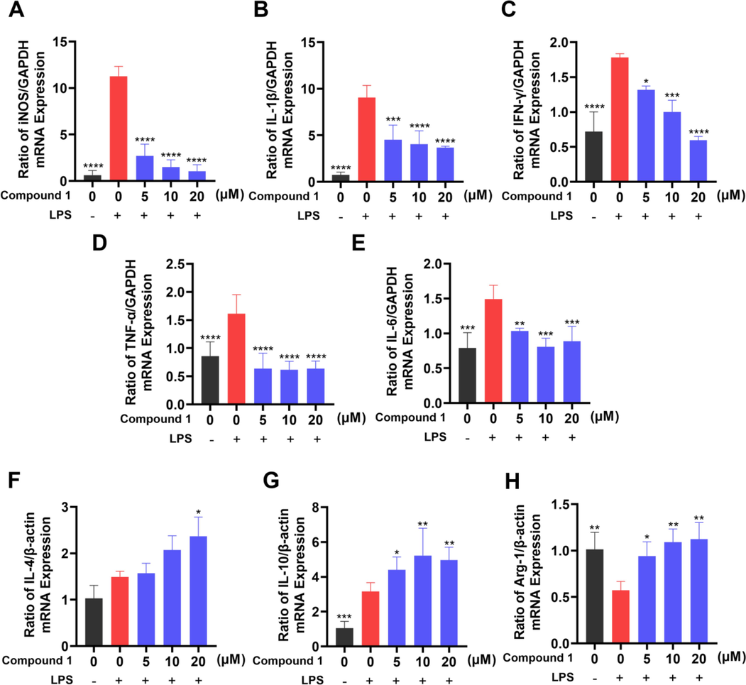 Effects of compound 1 on LPS-induced iNOS (A), IL-1β (B), IFN-γ (C), TNF-α (D), IL-6 (E) IL-4 (F), IL-10 (G) and Arg-1 (H) mRNA level alteration in RAW 264.7 cells. mRNA levels were normalized to GADPH or β-actin mRNA and expressed as fold change relative to the control group. The data presented are the means ± SD of three independent experiments; *p < 0.05, **p < 0.01, ***p < 0.001, ****p < 0.0001, compared with the LPS group.