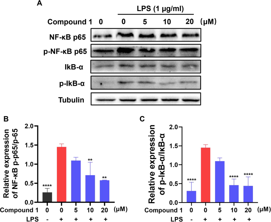 (A-C) Effects of compound 1 on LPS-mediated NF-κB signaling pathway related proteins expression in RAW 264.7 cells. The protein expression levels were determined using specific antibodies for IκB-α, p-IκB-α, NF-κB p65, NF-κB p-p65 and β-tubulin. The data presented are the means ± SD of three independent experiments; **p < 0.01, ****p < 0.0001, compared with the LPS group.