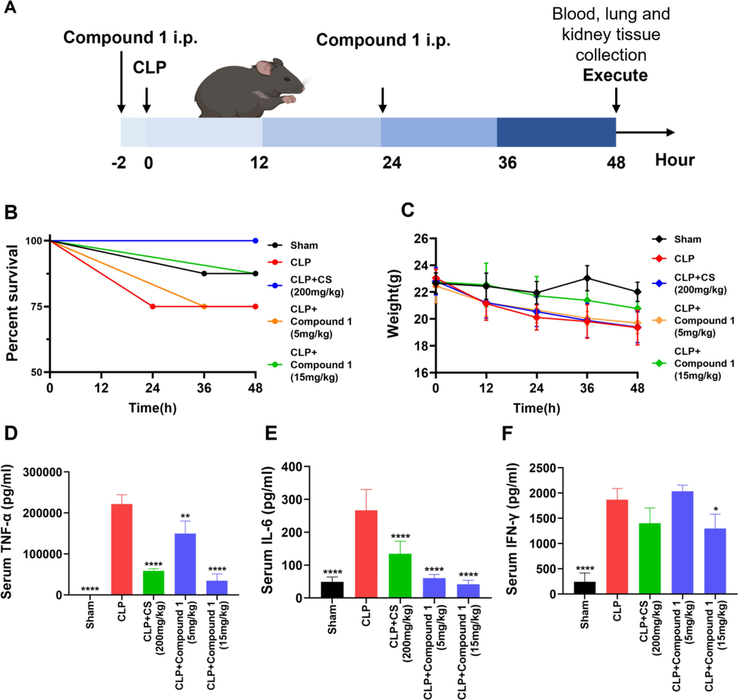 Protective effect of compound 1 on CLP-mediated sepsis. (A) Schematic diagram of the process of animal experiment. (B) Compound 1 was administered (5 or 15 mg/kg; intraperitoneal injection), and the survival rate was continuously observed. (C) The weight change of mice after CLP or sham operation. (D-F) Serum levels of TNF-α, IL-6 and IFN-γ were detected through ELISA at 48 h after CLP operation. Data presented are the means ± SD of three independent experiments; *p < 0.05, **p < 0.01, ****p < 0.0001, compared with the CLP group.