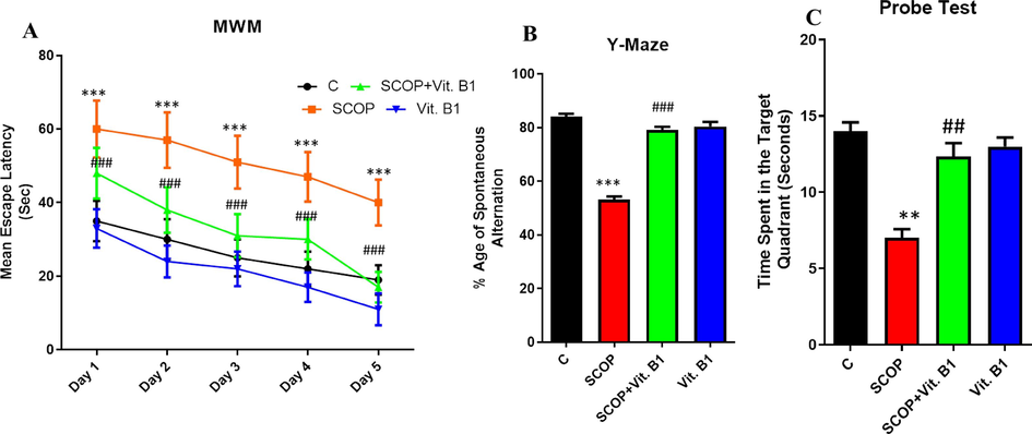 (A) Represent the results from day 1 to day 5 via MWM test while Histogram of Y-maze (B), which specifies the neuroprotective capability of Vit. B1 against SCOP-induced AD in mice (n = 8). (C) A probe test was carried out, during which the hiding surface was removed. Contrary to the SCOP group, the Vit. B1 group spent more time in the targeted region. Mean and standard error of the mean are included in the data set. Differences between the control and SCOP groups are shown with an asterisk (*), while those between the SCOP and SCOP + Drug (Vit.B1) groups are indicated with a hash symbol (#). various degrees of statistical significance are denoted by various symbols; for example, *,# denotes a p-value of ≤ 0.05, **,## denotes a p-value of ≤ 0.01, and ***,### denotes a p-value of ≤ 0.001.