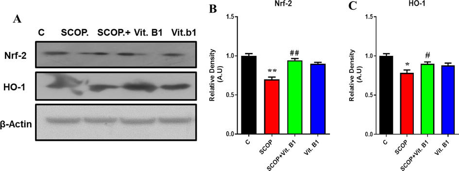 The immunoblot analysis was performed to assess the expression levels of Nrf2 and HO-1 markers, as shown in Figure (A). To quantify the results, relative densities of Nrf2 and HO-1 were measured and represented in histograms as depicted in Figure (B) and (C), respectively. β-actin was used as the loading control for normalization purposes. The data were expressed in arbitrary units (A.U) and were analyzed using Image J software. Mean and standard error of the mean are included in the data set (n = 8). Differences between the control and SCOP groups are shown with an asterisk (*), while those between the SCOP and SCOP + Drug (Vit.B1) groups are indicated with a hash symbol (#). various degrees of statistical significance are denoted by various symbols; for example, *,# denotes a p-value of ≤ 0.05, **,## denotes a p-value of ≤ 0.01, and ***,### denotes a p-value of ≤ 0.001.