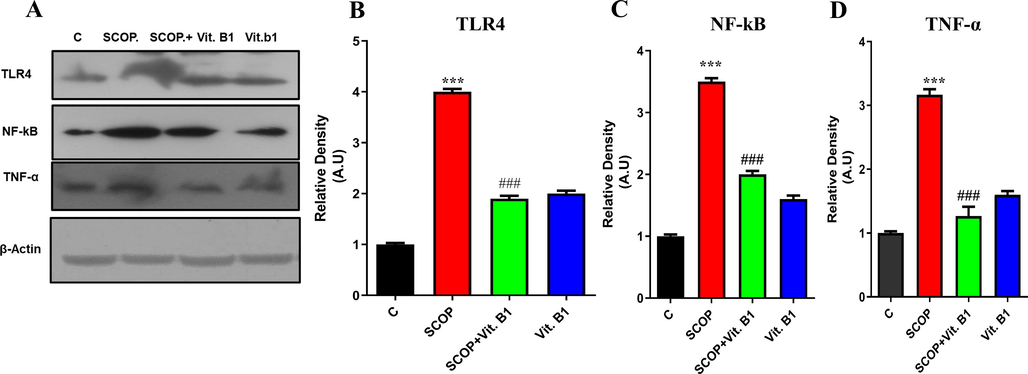 The immunoblot analysis presented the expression levels of TLR4, NF-kB, TNF-α, and β-actin (Figure A), with corresponding histograms for TLR4, NF-kB, and TNF-α (Figure B-D). Mean and standard error of the mean are included in the data set (n = 8). Differences between the control and SCOP groups are shown with an asterisk (*), while those between the SCOP and SCOP + Drug (Vit.B1) groups are indicated with a hash symbol (#). various degrees of statistical significance are denoted by various symbols; for example, *,# denotes a p-value of ≤ 0.05, **,## denotes a p-value of ≤ 0.01, and ***,### denotes a p-value of ≤ 0.001.