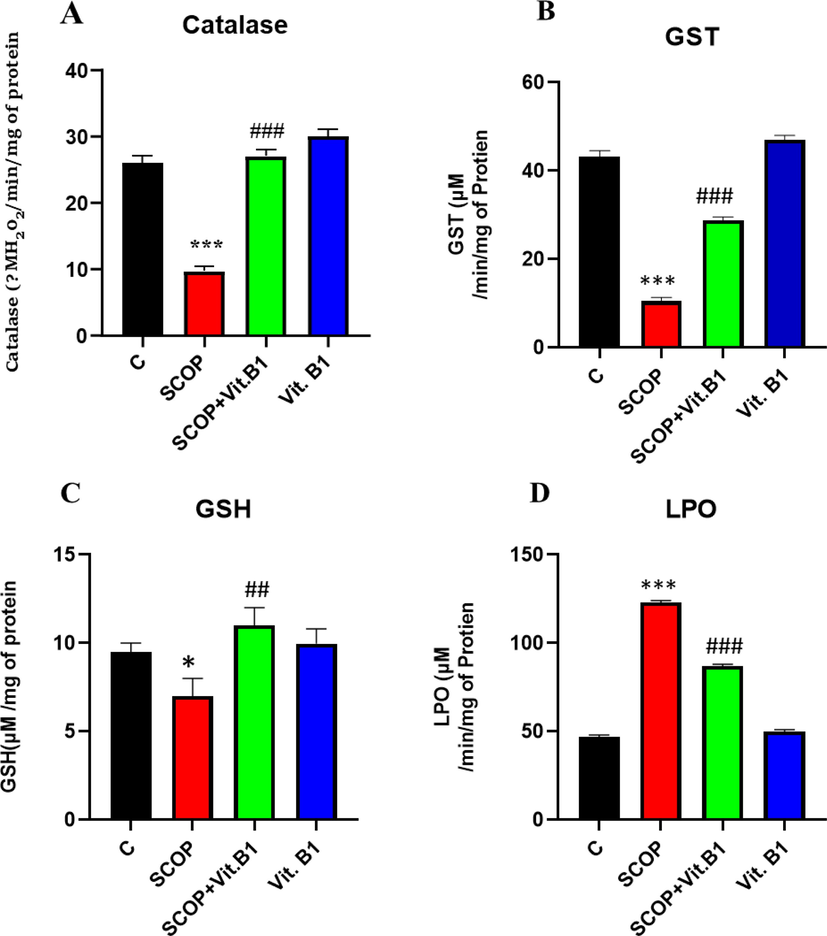 The antioxidant enzyme assays, which was evaluated the levels of catalase, GST, GSH, and LPO in brain homogenates, showed significant improvements in mice treated with Vit. B1 in combination with SCOP. The data was quantified and expressed in arbitrary units (A.U.) using Image J software. This suggests that, Vit. B1 may have potential therapeutic benefits for conditions associated with oxidative stress in the brain. Mean and standard error of the mean are included in the data set (n = 8). Differences between the control and SCOP groups are shown with an asterisk (*), while those between the SCOP and SCOP + Drug (Vit.B1) groups are indicated with a hash symbol (#). various degrees of statistical significance are denoted by various symbols; for example, *,# denotes a p-value of ≤ 0.05, **,## denotes a p-value of ≤ 0.01, and ***,### denotes a p-value of ≤ 0.001.