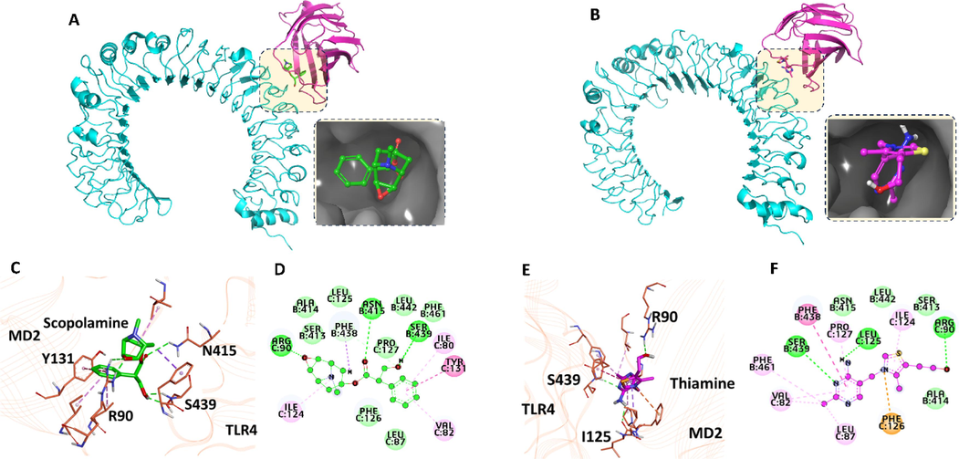 Docking of scopolamine (a) and VitB1 with TLR4/md2 complex. Representation of the interactions map of the best docked pose of scopolamine (C-D) and VitB1 (E-F) with the amino acids of TLR4/md2 complex.