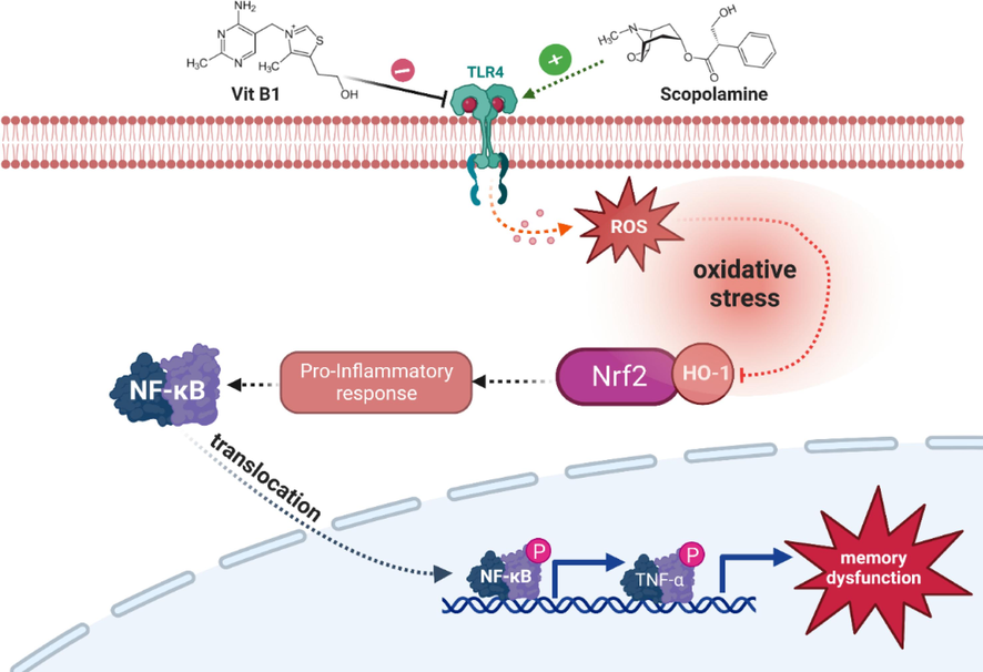 The proposed signaling pathway of neuroprotective Vit. B1 against SCOP animal model. The expression of Vit. B1 suppress the activation of NrF-2/ HO-1 which further deactivated the downstream signaling pathways.