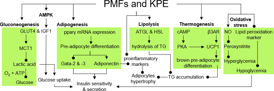 The mechanism of anti-obesity and antidiabetes effect of reported PMFs and KPE.