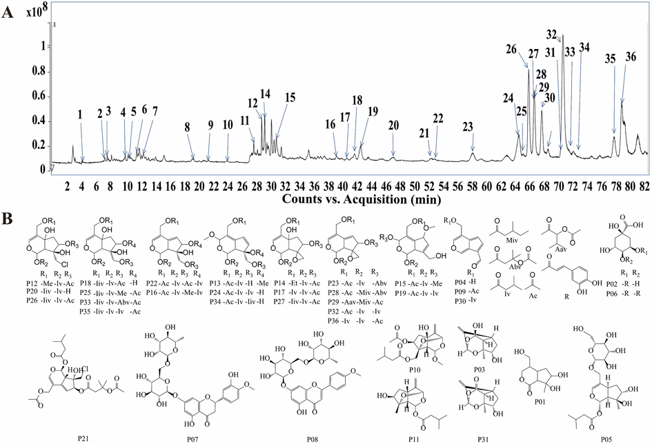 Identification of the chemical composition. (A) Total ion chromatogram of samples analysed by UPLC-QTOF-MS in positive ion mode. (B) Structures of the compounds from V. jatamansi samples.