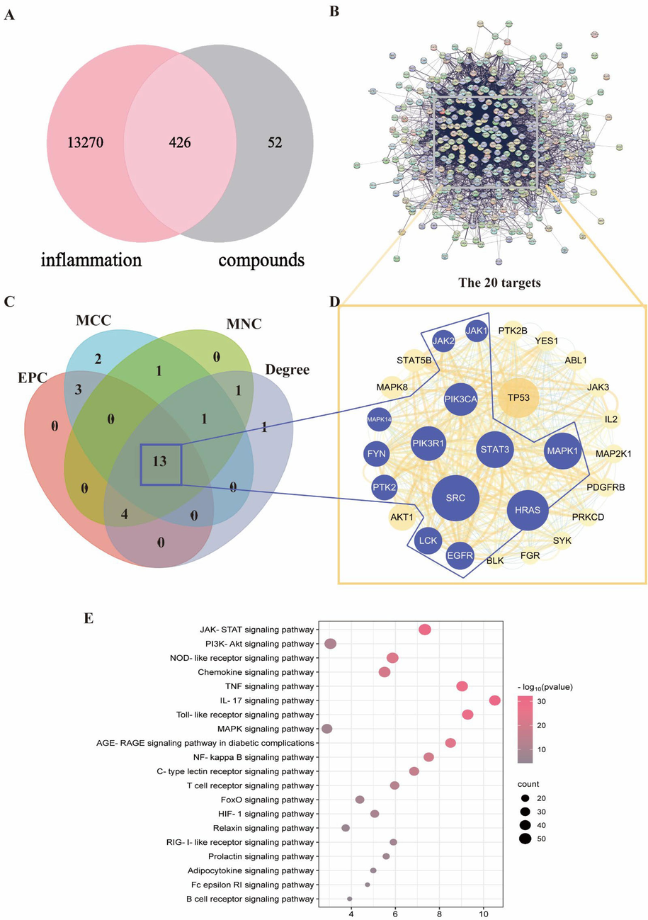 Network pharmacology analysis. (A) Veen diagram. (B) PPI network. (C) Four parameters (degree, EPC, MCC, MNC) were used to calculate the intersection analysis of the top 20 targets (D) Core target network. The size of a node in the network indicates how important the node is in the network. The yellow circles refer to the potential targets (degree＞20), and the purple circles refer to the core targets (four parameter intersection targets). (E) KEGG pathway enrichment analysis.