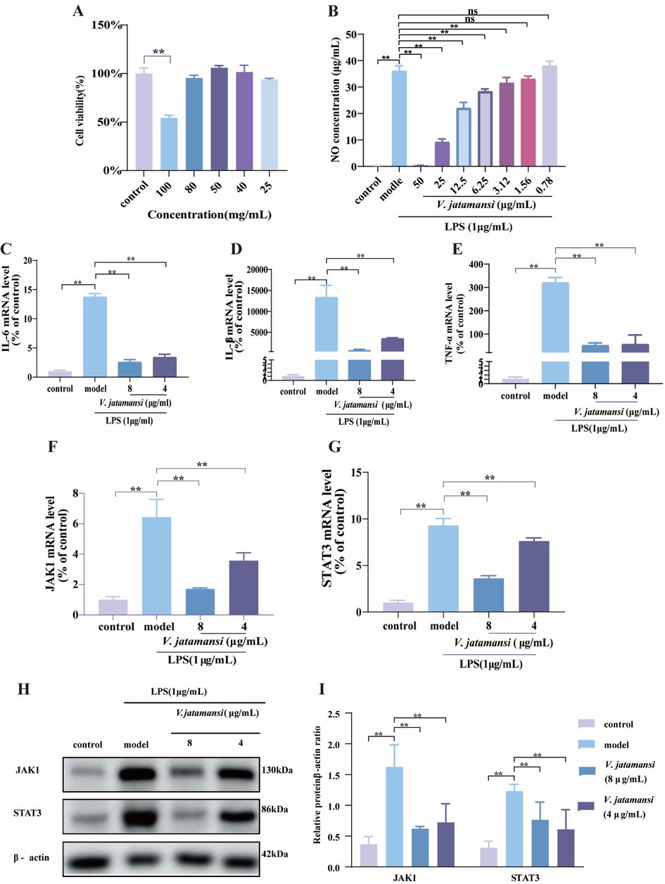 Anti-inflammatory effects of V. jatamansi against RAW264.7 cells. (A) RAW264.6 cells were treated with different concentrations of V. jatamansi for up to 24 h to examine the cell viability. (B) NO concentration in cell supernatant. (C-G) The mRNA levels of IL-6, IL-1β, TNF-α, JAK1, STAT3 in cells. (H-I) The protein expression of JAK1, STAT3 in cells; (H)Western blot image and (I) densitometric analysis. Data are shown as mean ± SD. *p < 0.05, **p < 0.01 and ns, no significant.